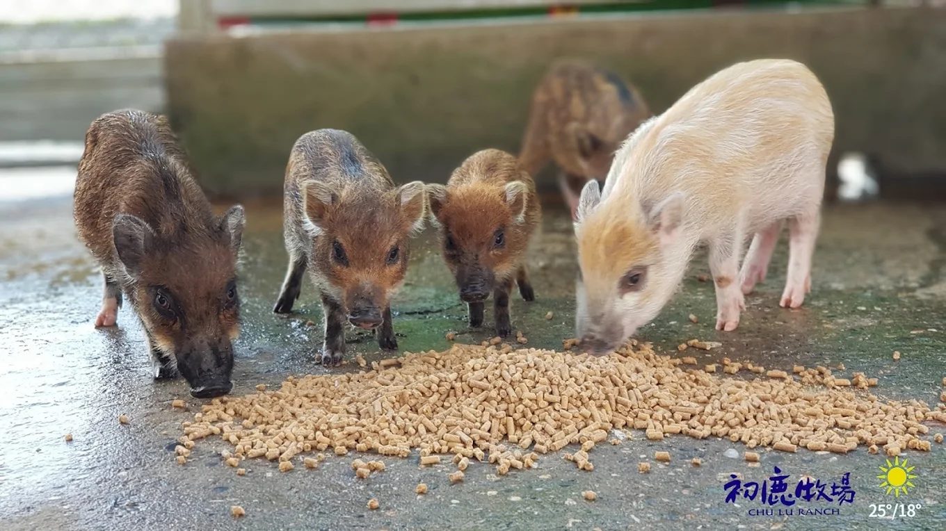 初鹿牧場一日遊攻略｜親子互動餵動物、美食、滑草全體驗