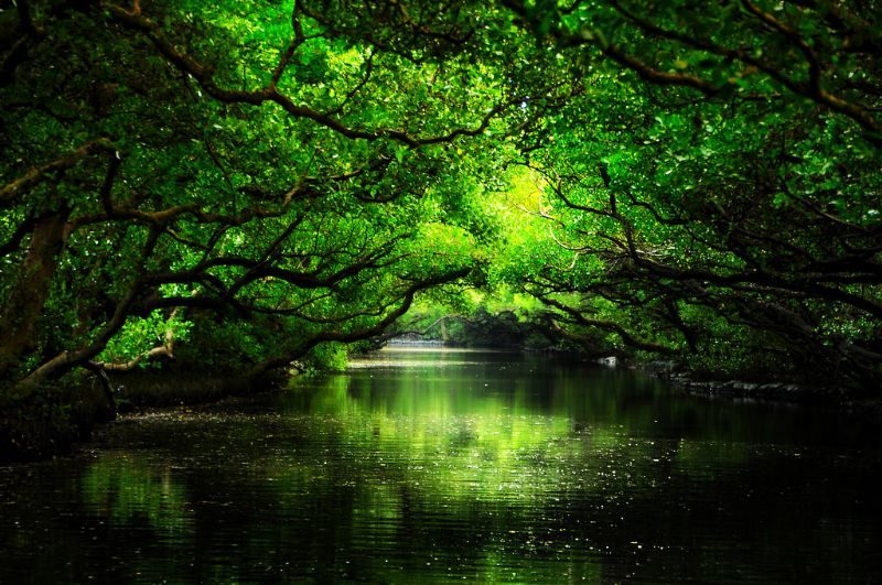 探索四草綠色隧道的獨特魅力｜完美的家庭旅遊選擇