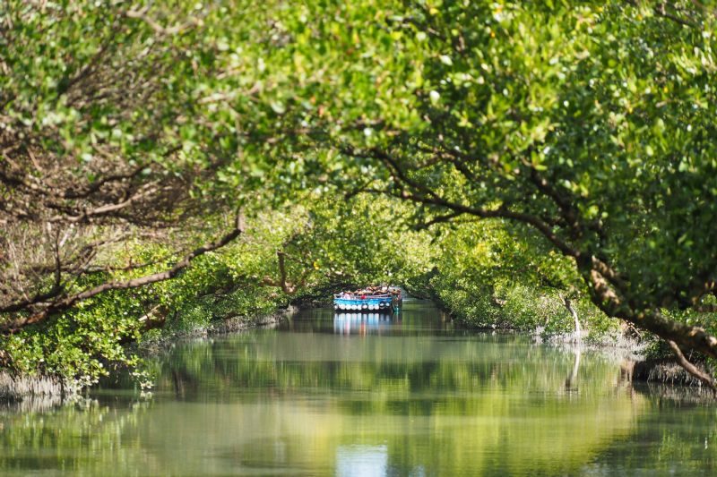 探索四草綠色隧道的獨特魅力｜完美的家庭旅遊選擇