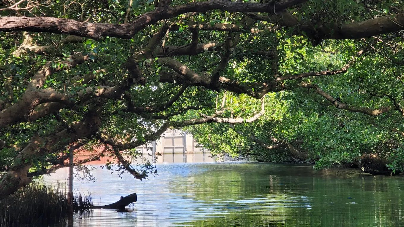 探索四草綠色隧道的獨特魅力｜完美的家庭旅遊選擇