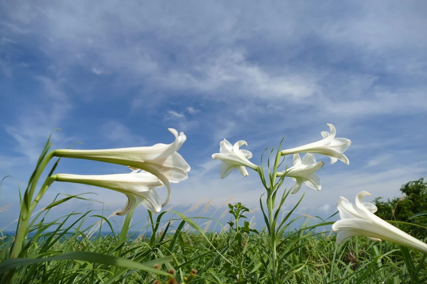 後龍好望角風景區旅遊完全攻略｜你不可錯過的5大亮點