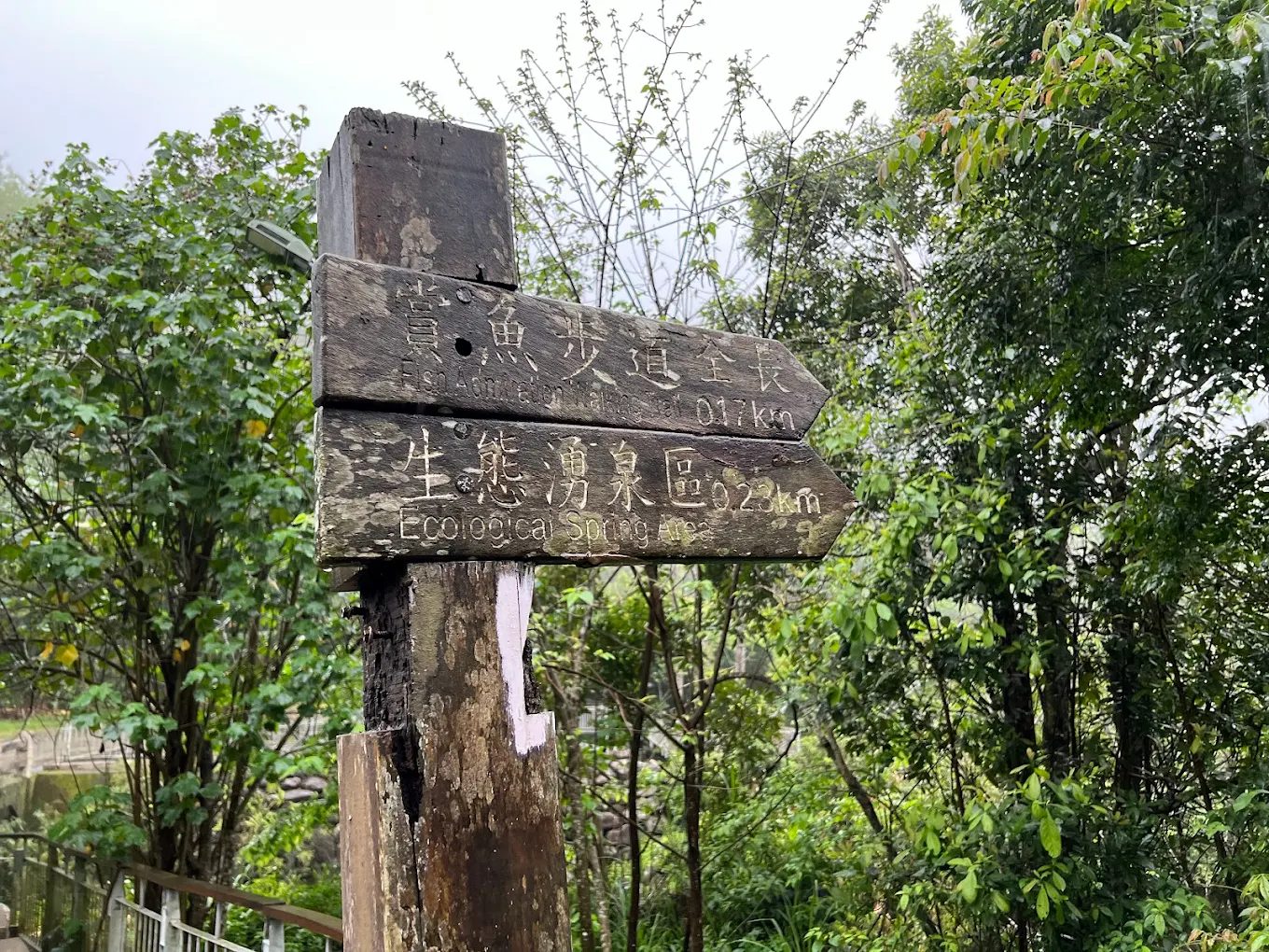 四十二份湧泉自然生態步道｜苗栗南庄親子景點推薦，漫遊清涼湧泉與鯉魚潭夢幻平臺