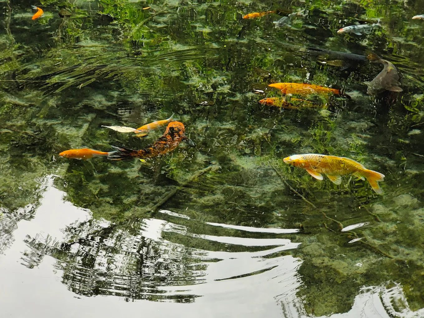 四十二份湧泉自然生態步道｜苗栗南庄親子景點推薦，漫遊清涼湧泉與鯉魚潭夢幻平臺