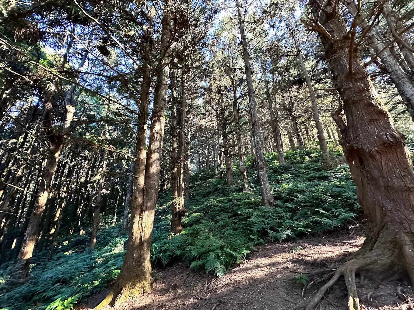 中部避暑景點推薦：發掘夏季的清涼之地