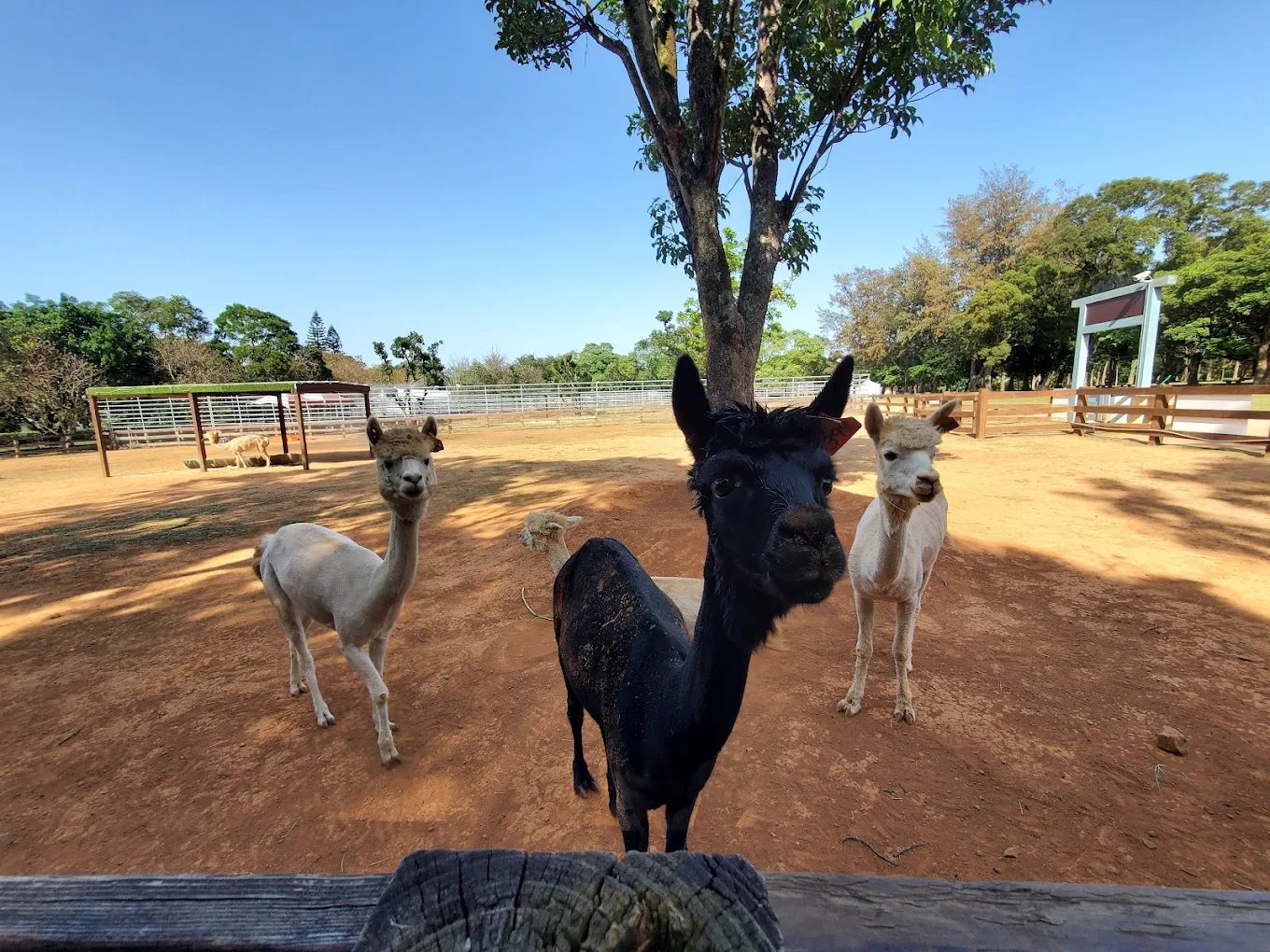 埔心牧場：家庭休閒的最佳去處，享受動物互動樂趣