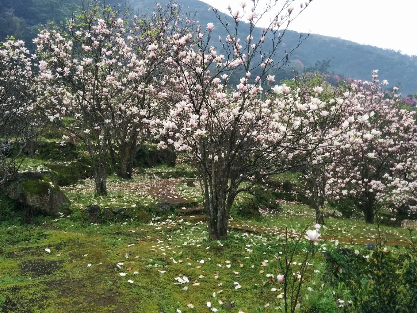 🚶‍♀️鹿堀坪山秘境健行｜新北萬里最療癒的古道探訪指南