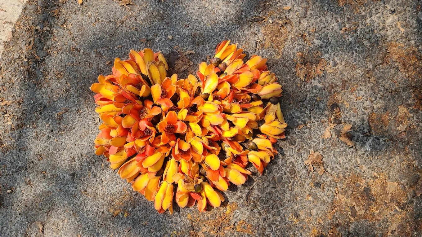 探索綠色隧道：台灣最美的自然秘境