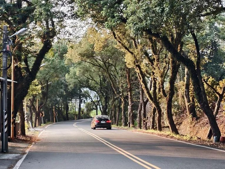 🌿全台綠色隧道推薦:四草竹筏、集集樟樹道、溪湖欒樹隧道一次看!