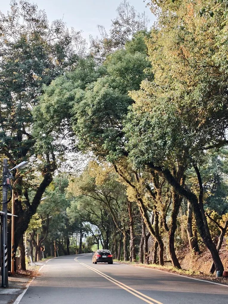 🌿全台綠色隧道推薦:四草竹筏、集集樟樹道、溪湖欒樹隧道一次看!