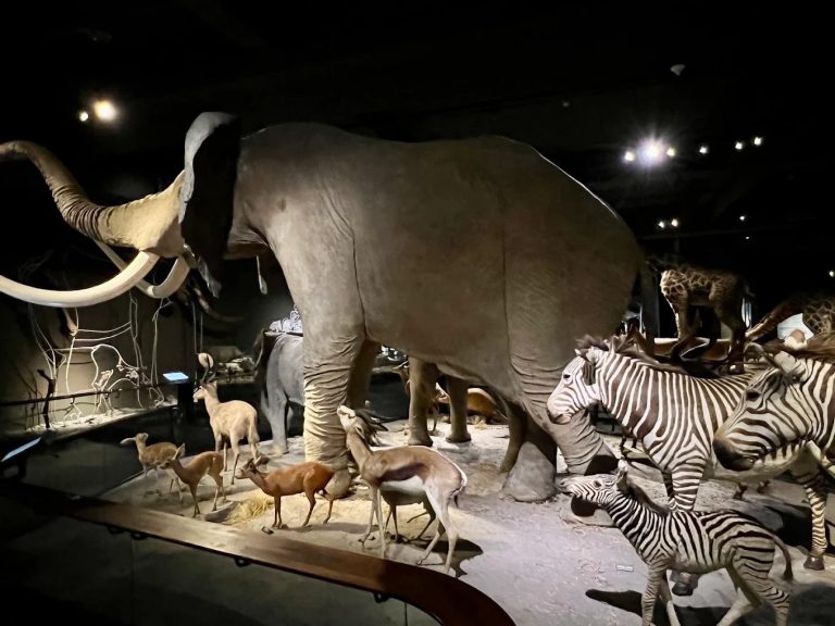 台南景點推薦：探索神農街、四草綠隧道、安平老街、奇美博物館和赤崁樓的魅力