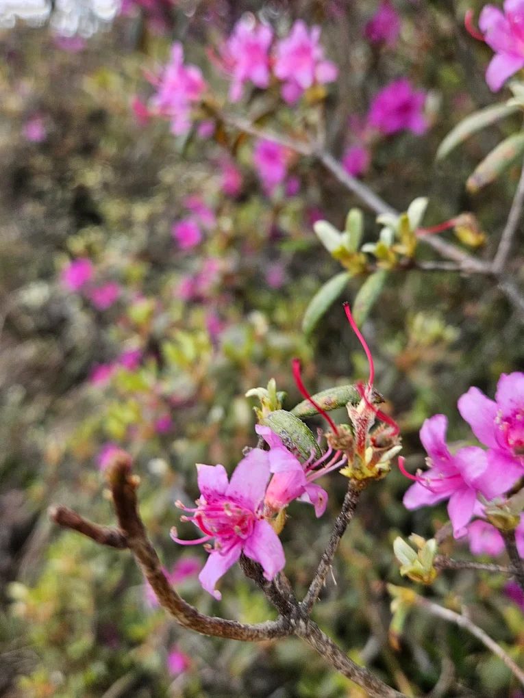 探索雪霸國家公園的美景與活動：你的旅遊指南