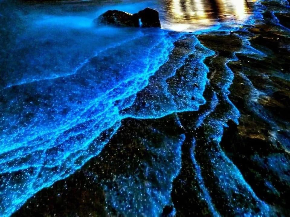 探索藍眼淚：台灣最美的自然奇觀