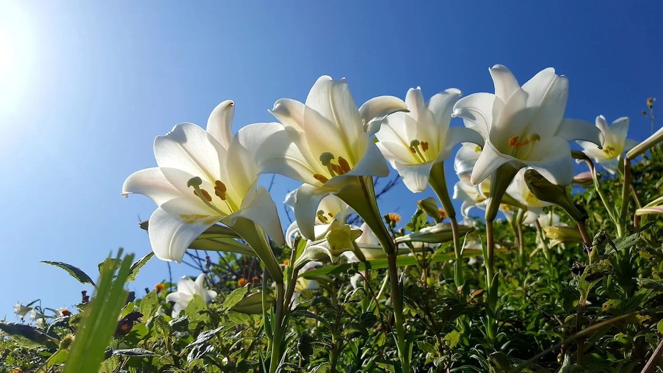 北海岸最佳旅遊攻略：探索觀音山國家風景區的五大亮點