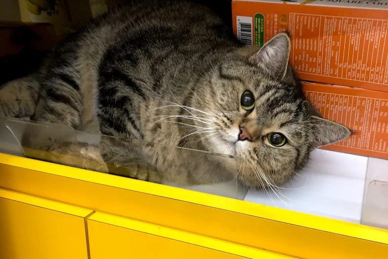 探索台東的必買伴手禮｜五大人氣店家推薦，從傳統糕點到創意名產一次帶走！