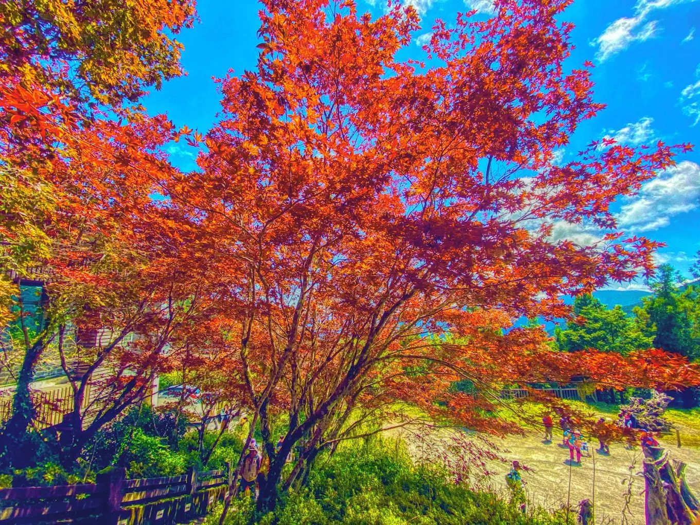 太平山一日遊｜身心靈皆放鬆的最佳選擇