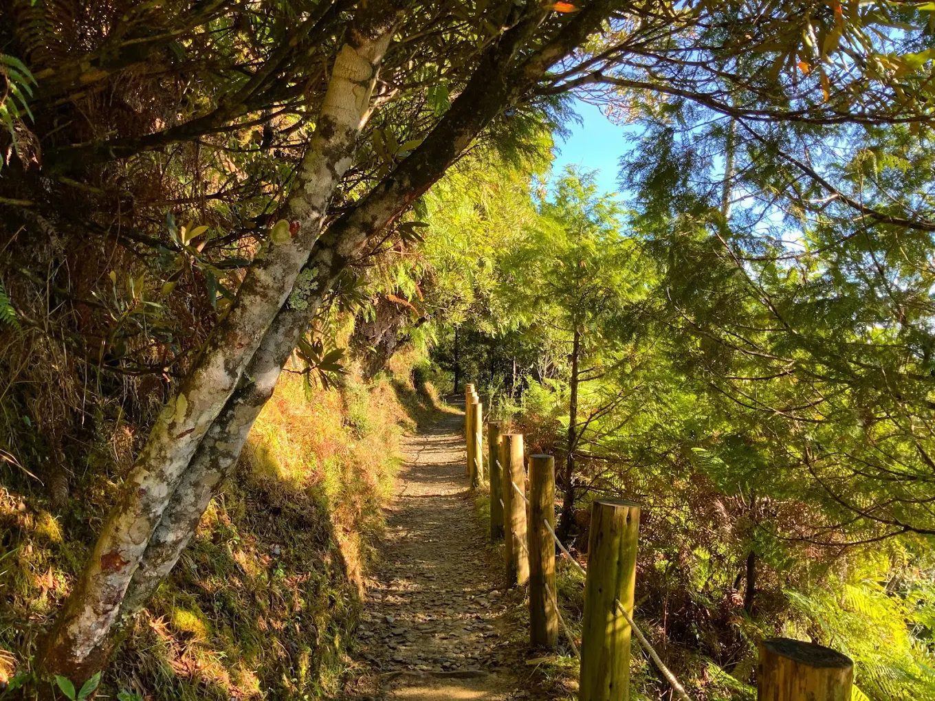 🌿台灣海拔最高湖泊秘境！翠峰湖健行、生態觀察與四季絕景一次看