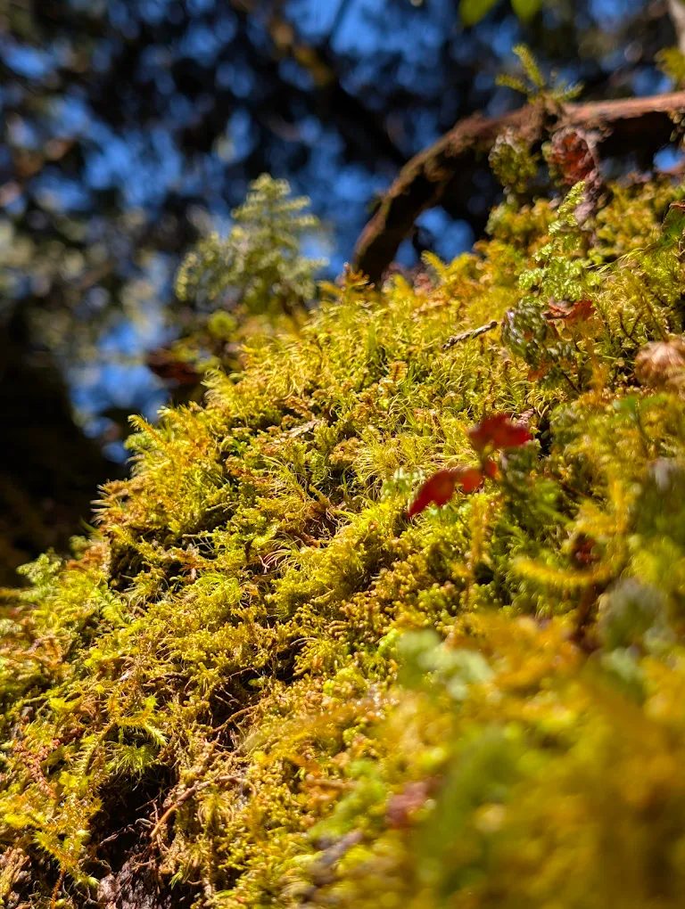 🌿台灣海拔最高湖泊秘境！翠峰湖健行、生態觀察與四季絕景一次看