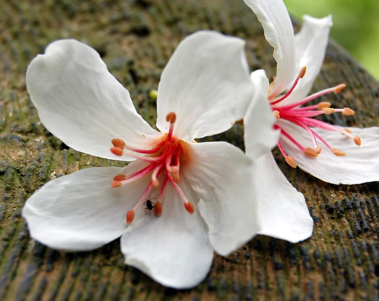 探索台灣感性小鎮：最美麗的隱藏版旅遊景點