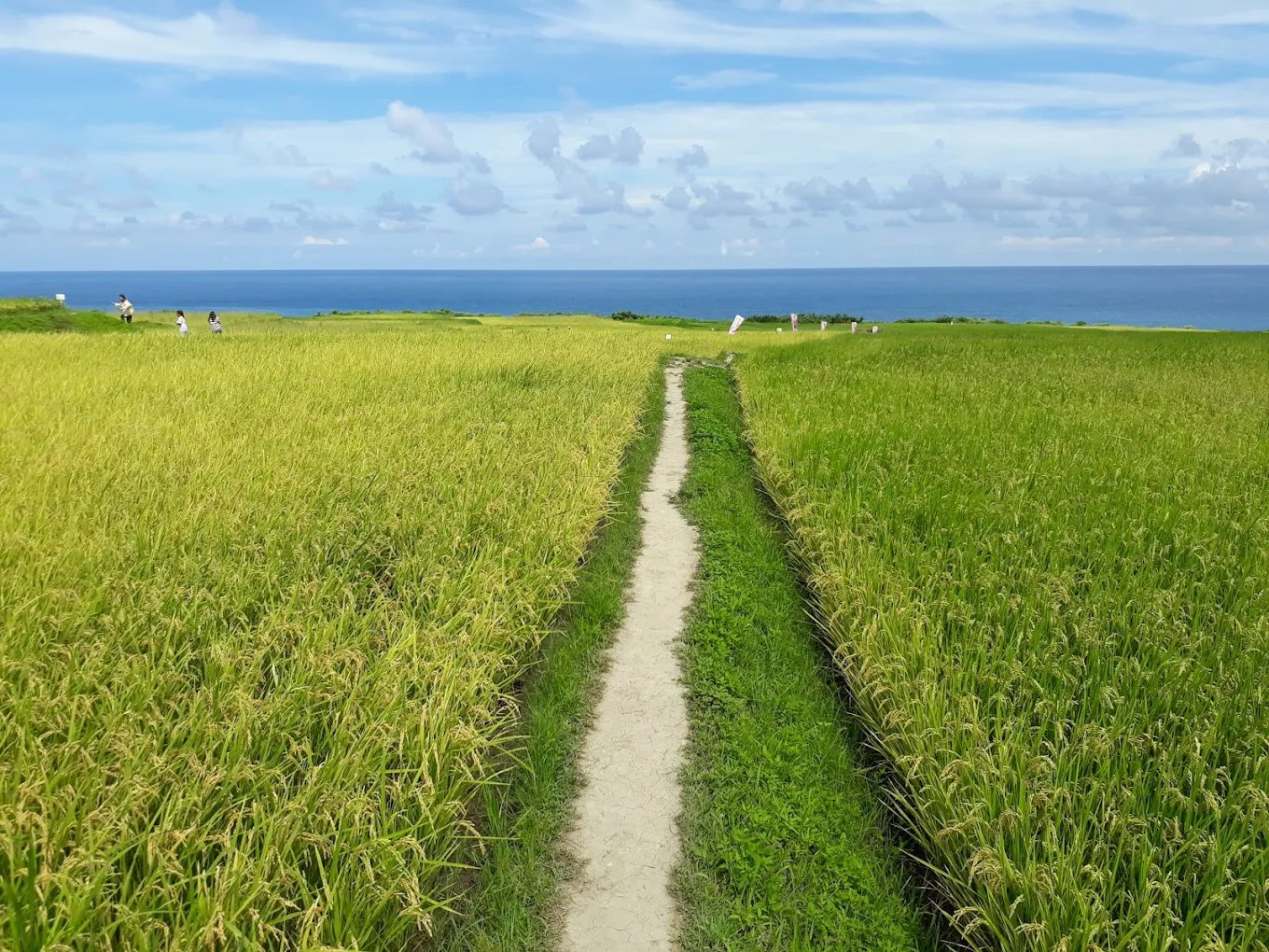 🏞️ 花蓮最新景點｜2025必訪打卡點推薦！從稻田藝術到鯨豚探險，一次玩遍自然與美拍