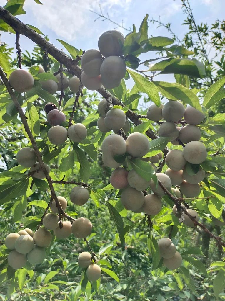 探索台中農場的最佳去處：沐心泉休閒農場及其他熱門選擇