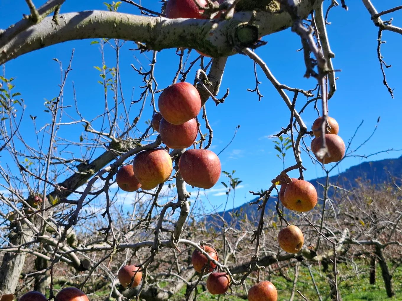 探索福壽山農場的魅力：四大熱門景點與旅遊服務