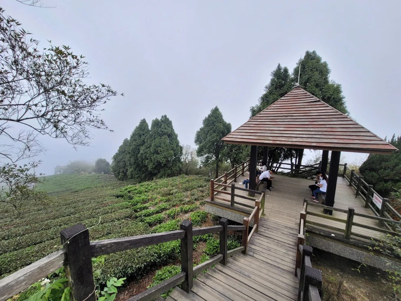 ✅ 阿里山最美雲海步道!二延平觀景平台+隙頂茶園一日輕健行攻略(附拍照時機與交通)