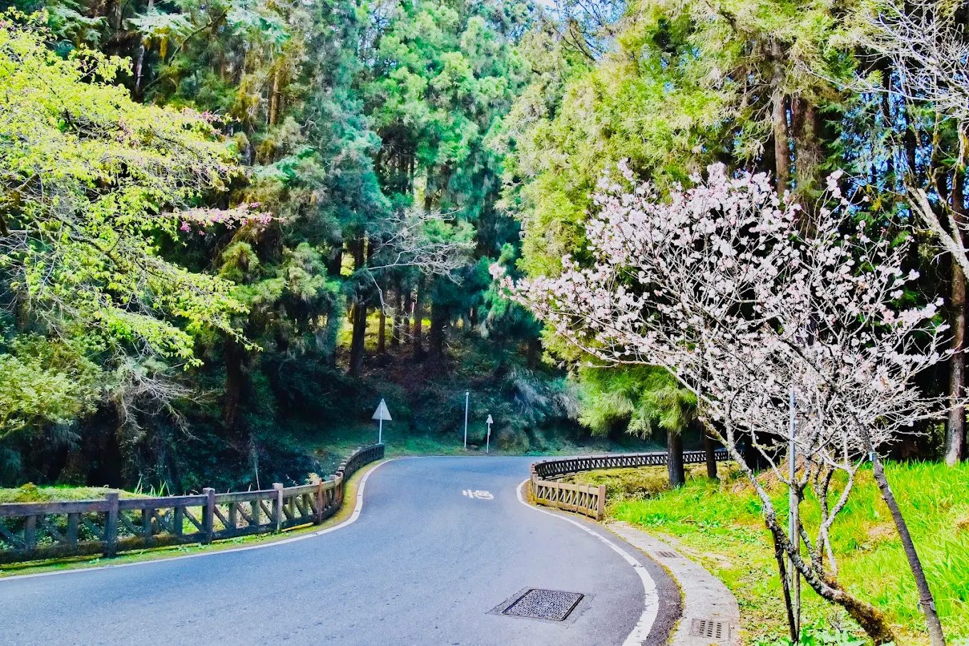 阿里山賓館的極致享受｜探索絕美觀景平台與周邊景點
