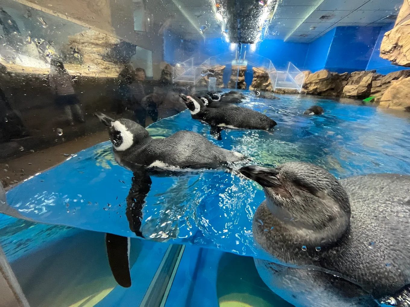 Xpark 桃園水族館｜沉浸式海洋奇幻之旅