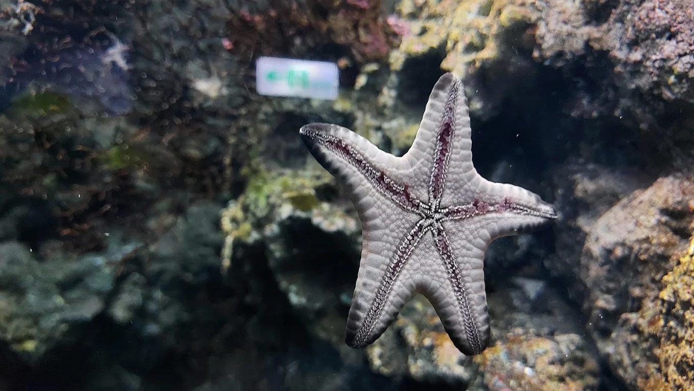 Xpark 桃園水族館｜沉浸式海洋奇幻之旅