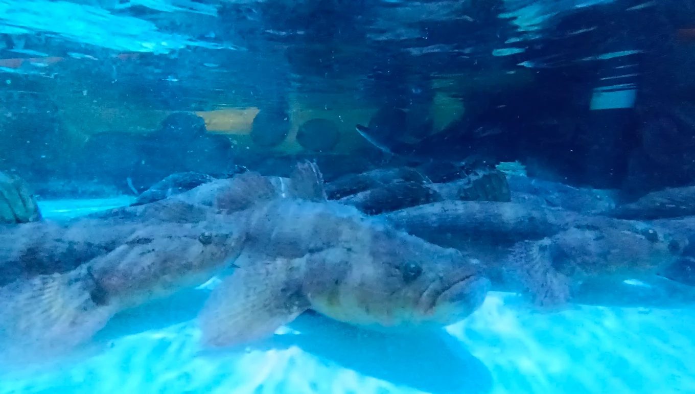 雲林八斗子海鮮餐廳｜在地現撈料理推薦：生筍殼魚、小捲米粉湯、龍蝦刺身一次嚐盡