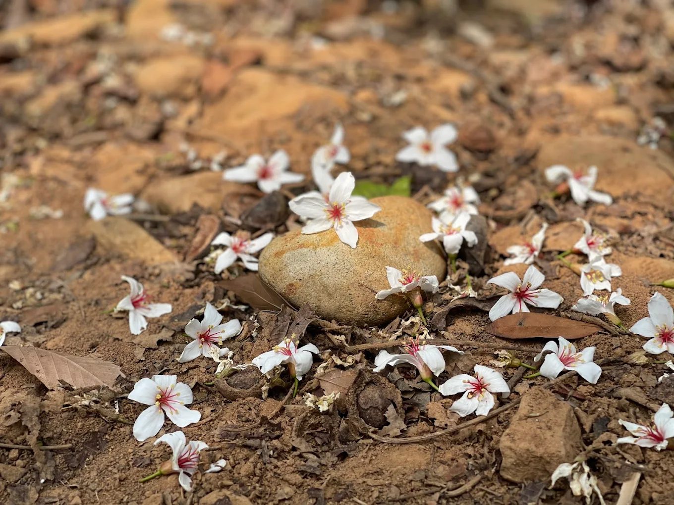 九華山天空步道探索：深入體驗這個隱藏的自然瑰寶