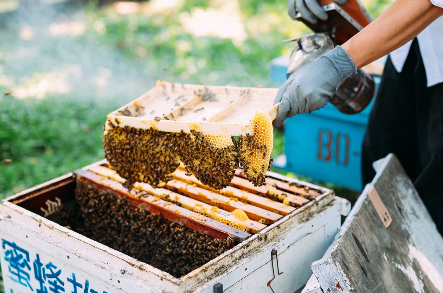 古坑旅遊：探索華山景點的五大必訪地