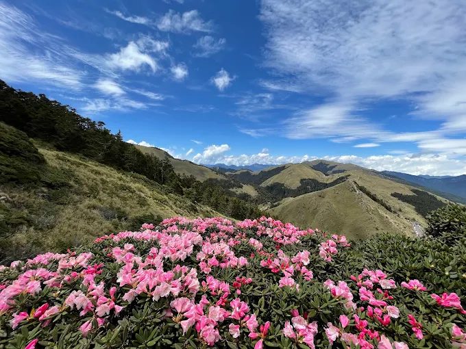台灣山上走走｜必訪阿里山日出、合歡山花卉秘境與 HANA 廚房美食攻略 