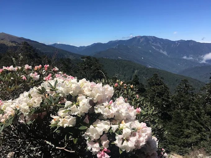 台灣山上走走｜必訪阿里山日出、合歡山花卉秘境與 HANA 廚房美食攻略 
