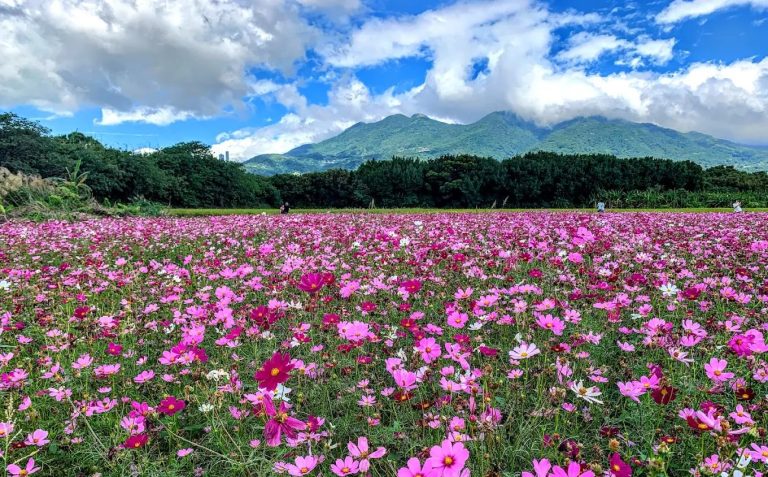 北部花海推薦｜關渡花海、古亭河濱等5大春季賞花秘境，療癒你的假期時光！