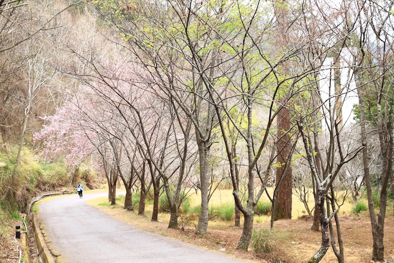 武陵農場露營攻略：享受大自然的最佳選擇