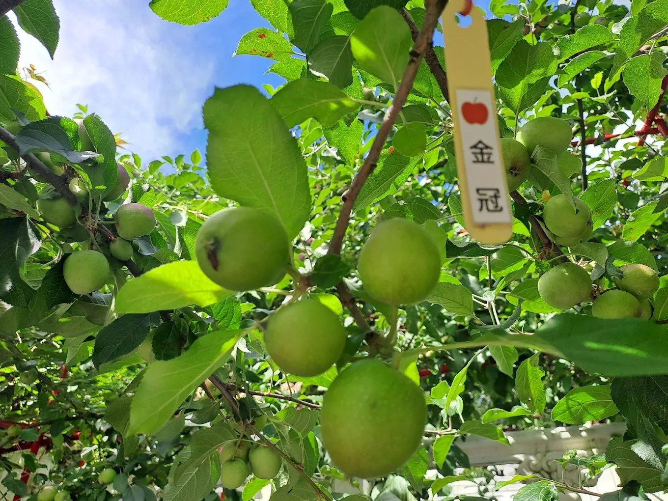 如何選擇梨山賓館？最佳住宿指南