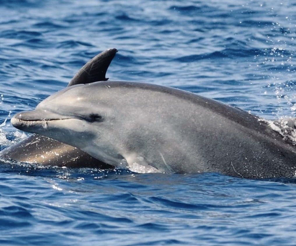 跟著鯨豚去旅行|烏石港出海日,從日出到夕陽的浪漫追光