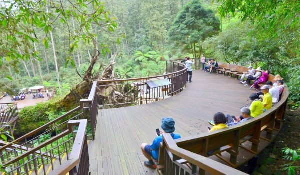 走進宮崎駿動畫場景:溪頭森林遊樂區攻略,從螢火蟲到神木的奇幻旅程