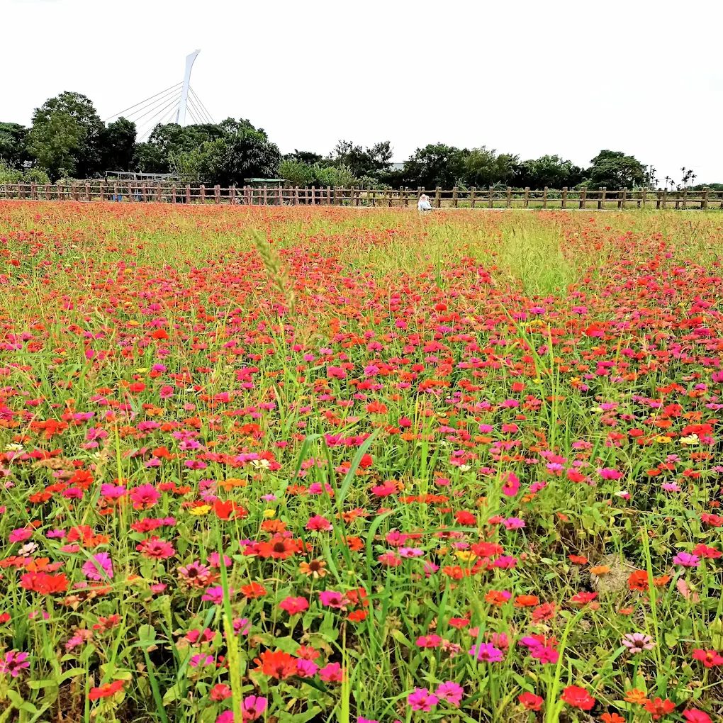 關渡花海的必訪理由：讓你不再錯過的景點