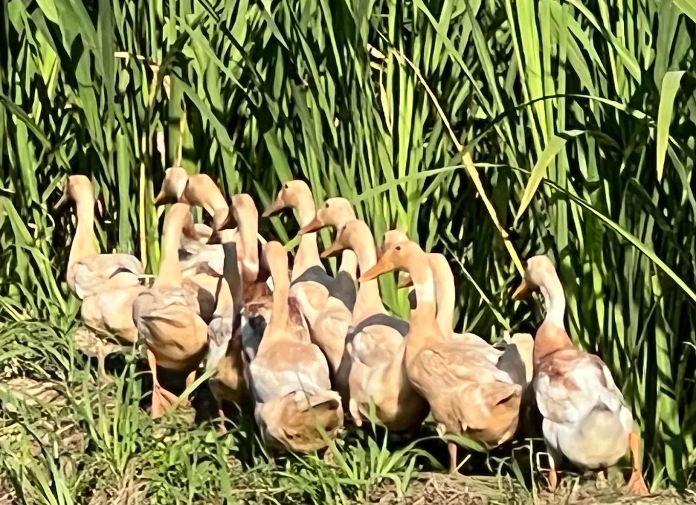 嘉義戲水景點推薦｜探索親水樂園的首選