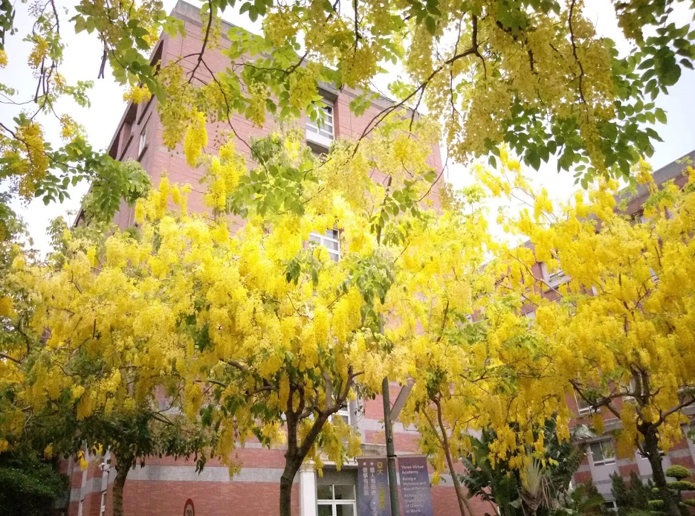 探索阿勃勒花海的美麗景點｜必訪地點推薦