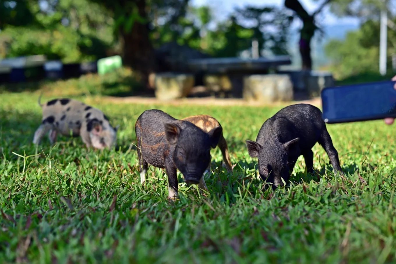 仙湖休閒農場一日遊｜台南東山親子景點推薦，美食住宿一次滿足！