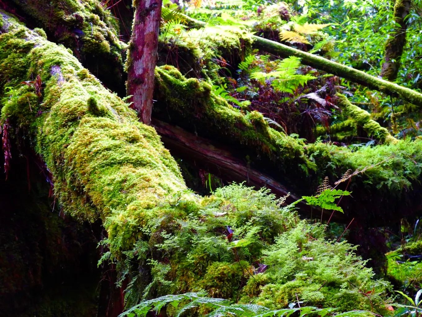 棲蘭山避暑全攻略｜紅檜巨木、神木導覽、舒適住宿與文化巡禮一次看！