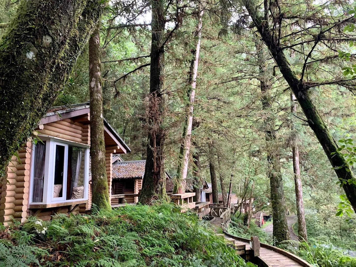 棲蘭山避暑全攻略｜紅檜巨木、神木導覽、舒適住宿與文化巡禮一次看！