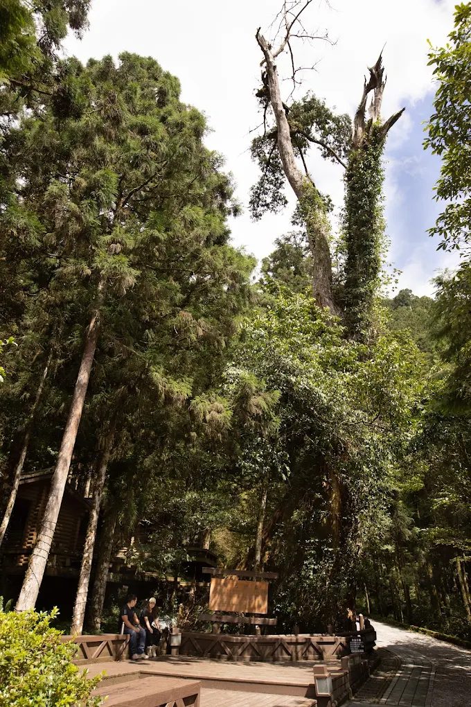 宜蘭明池避暑全攻略｜明池山莊住宿體驗、神木秘境與森林饗宴一次看
