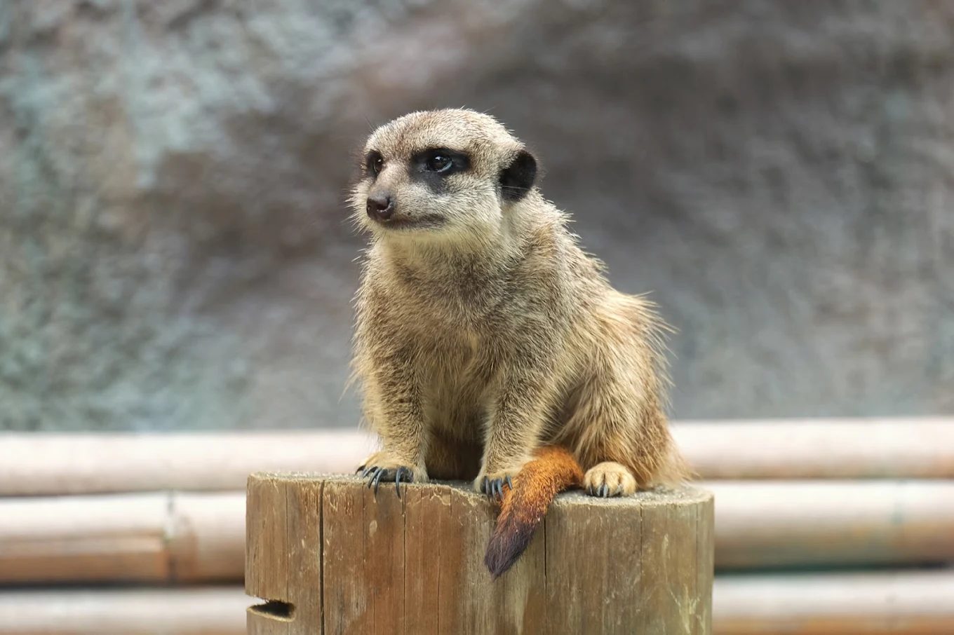高雄壽山動物園一日遊攻略|熱門親子景點、交通、餐飲、活動一次掌握