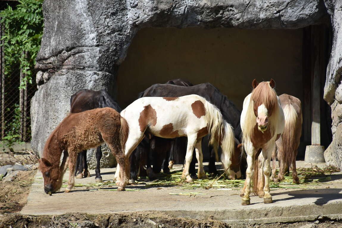 高雄壽山動物園一日遊攻略｜熱門親子景點、交通、餐飲、活動一次掌握