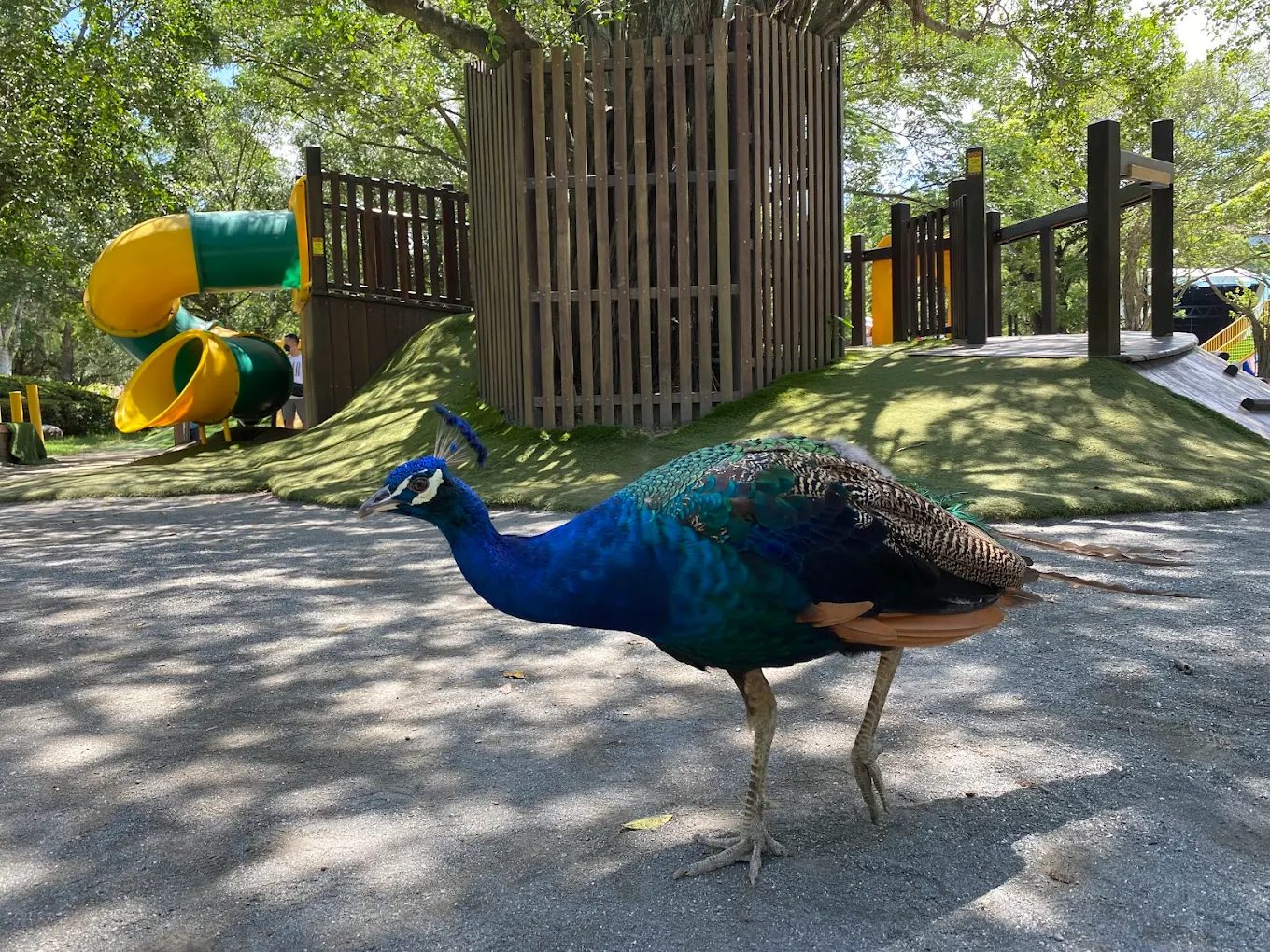 台南頑皮世界野生動物園一日遊攻略｜親子互動、餵食體驗、美食設施全收錄！