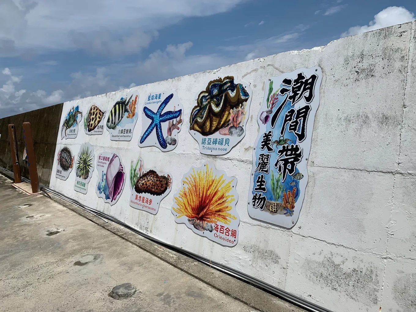 小琉球杉福潮間帶完整攻略|觀光保育費、導覽資訊、注意事項一次看懂!